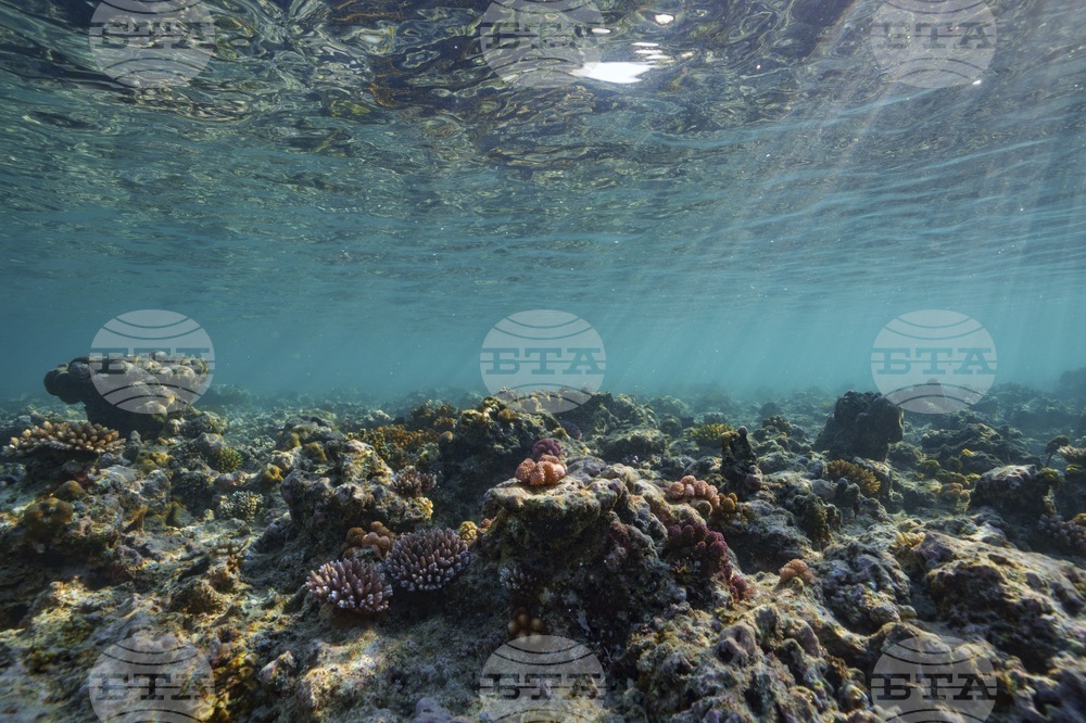 Climate Vanuatu Underwater Photo Gallery