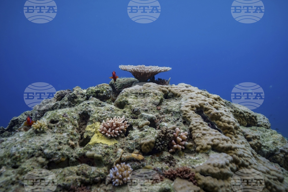 Climate Vanuatu Underwater Photo Gallery