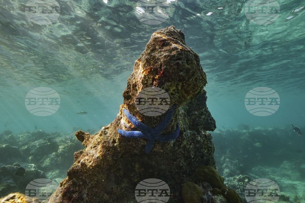 Climate Vanuatu Underwater Photo Gallery