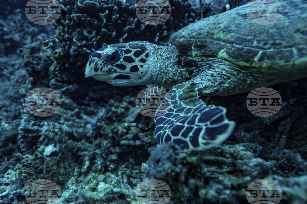 Climate Vanuatu Underwater Photo Gallery