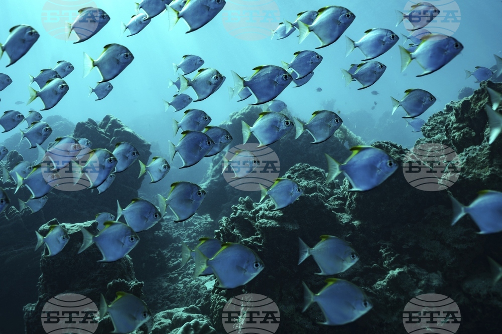 Climate Vanuatu Underwater Photo Gallery