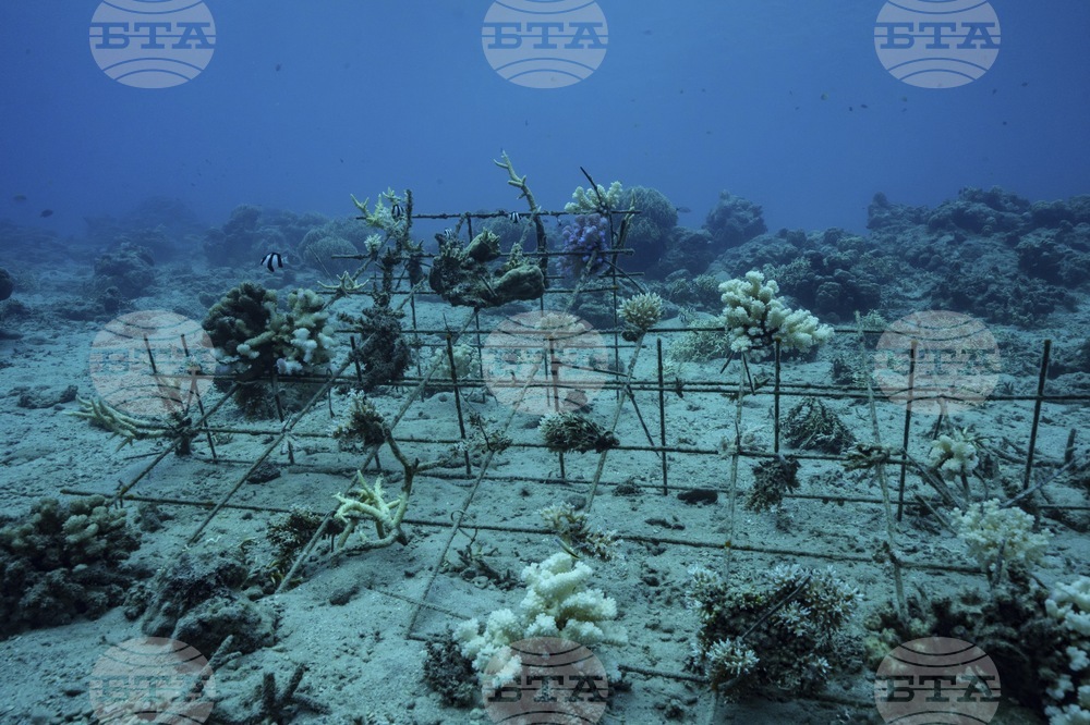 Climate Vanuatu Underwater Photo Gallery