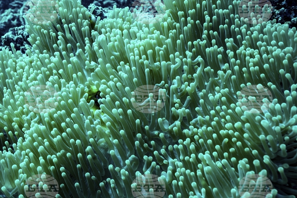 Climate Vanuatu Underwater Photo Gallery
