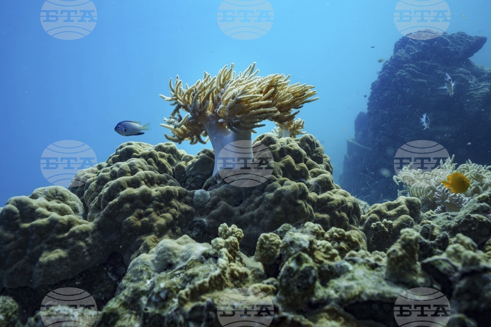 Climate Vanuatu Underwater Photo Gallery