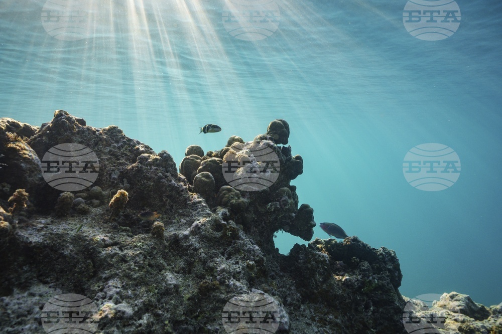 Climate Vanuatu Underwater Photo Gallery