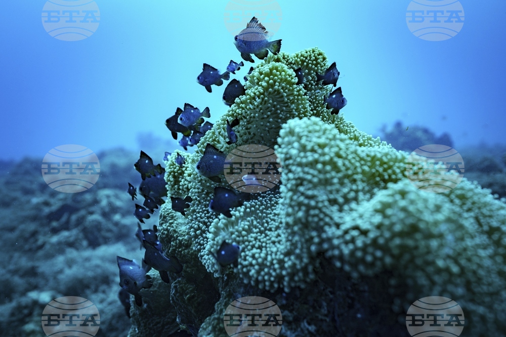 Climate Vanuatu Underwater Photo Gallery
