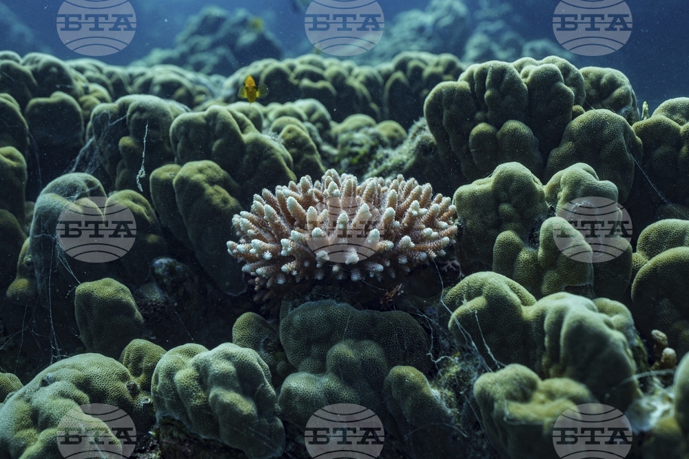 Climate Vanuatu Underwater Photo Gallery