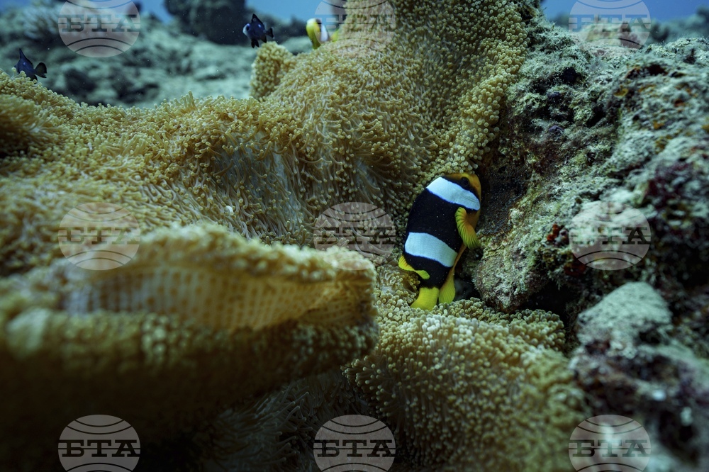 Climate Vanuatu Underwater Photo Gallery