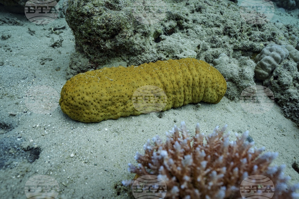 Climate Vanuatu Underwater Photo Gallery
