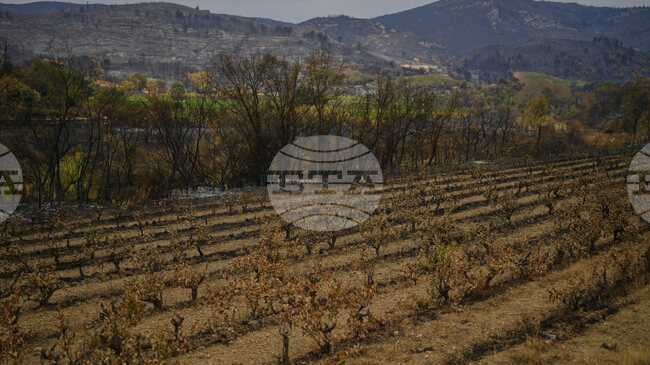 Горещи вълна обхванаха Югозападна Франция и части от Германия