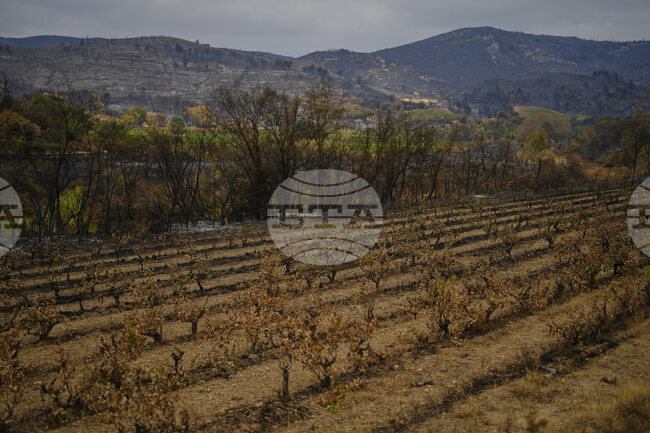 Горещи вълна обхванаха Югозападна Франция и части от Германия