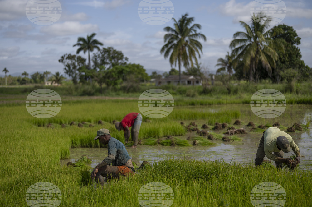 Cuba Agriculture