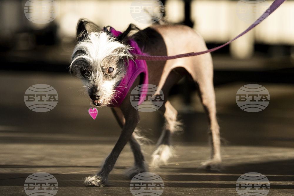Ugly Dog Contest