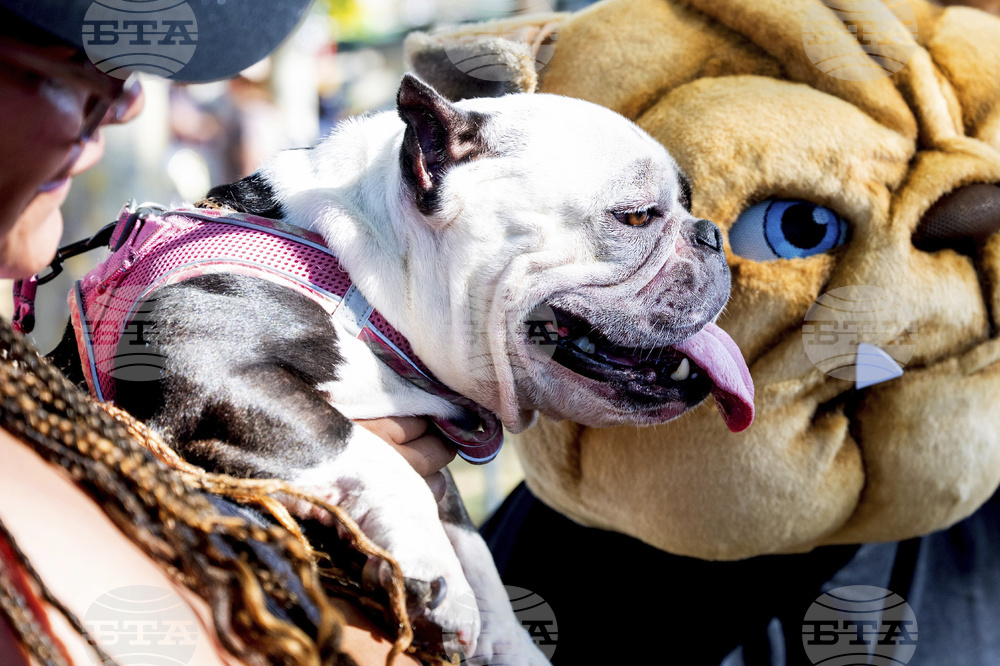 Ugly Dog Contest