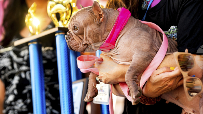Безкосмест френски булдог спечели конкурса за най-грозното куче в света
