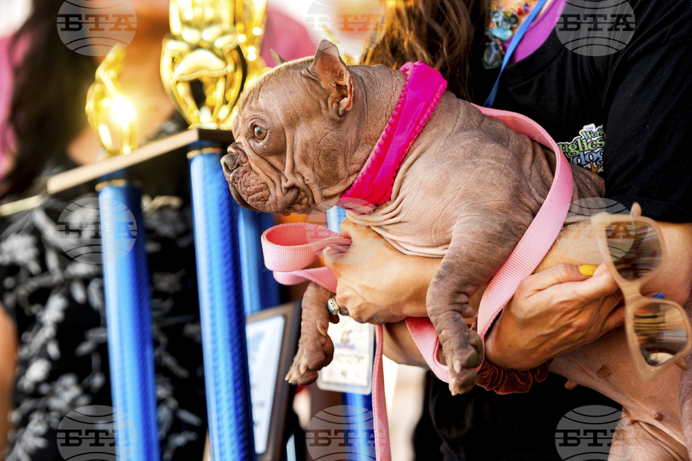 Ugly Dog Contest