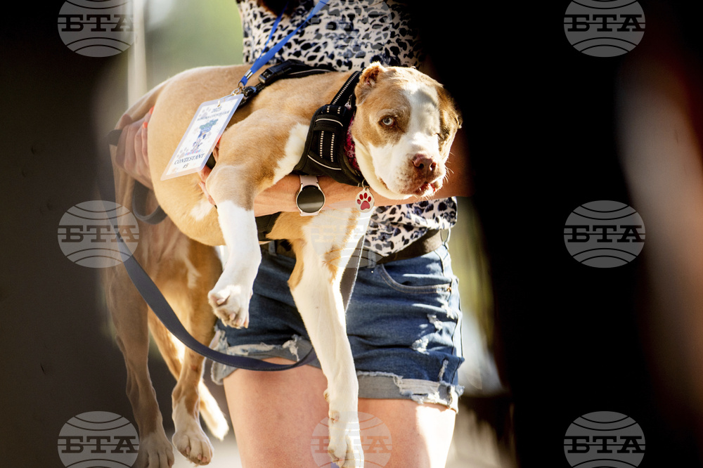 Ugly Dog Contest