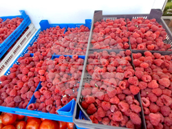 Ямбол - фермерско-занаятчийско изложение