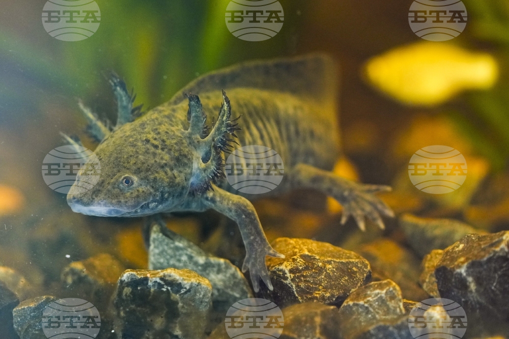 Mexico Axolotl