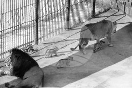 Световен ден на лъва