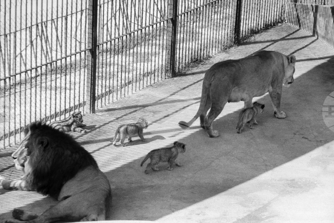 Световен ден на лъва