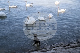Сърбия - Белград - лебеди - любопитно