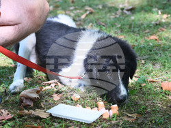 Вършец - „Българско овчарско куче“ - киноложка изложба