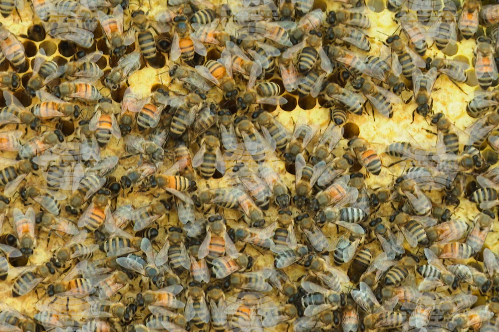 Honey Bee's Best Friend
