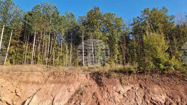 Дървопреработвателният бранш в България е в колапс, алармира експерт към браншова организация 