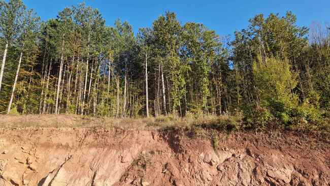 Дървопреработвателният бранш в България е в колапс, алармира експерт към браншова организация 