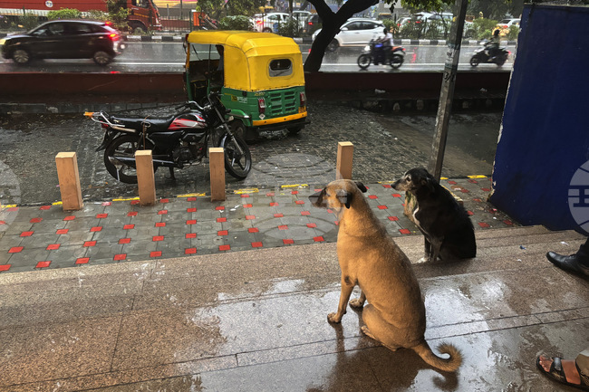 Върховният съд на Индия разпореди да бъдат прибрани бездомните кучета от улиците на Делхи 