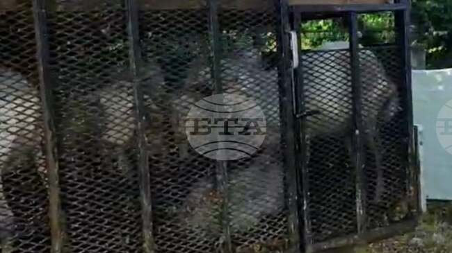 Нерегламентиран транспорт на кози установиха полицаи в Пловдивско, съставиха акт на шофьора