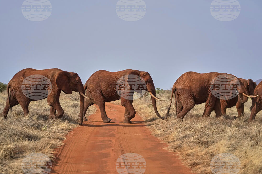 Kenya World Elephant Day