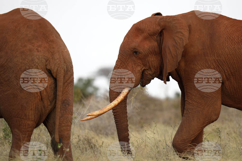Kenya World Elephant Day