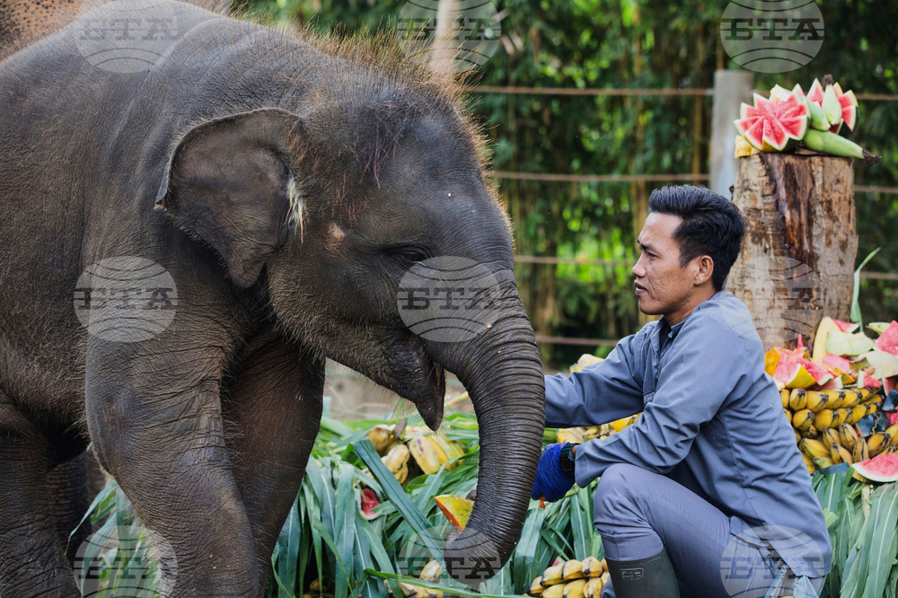 Indonesia World Elephant Day