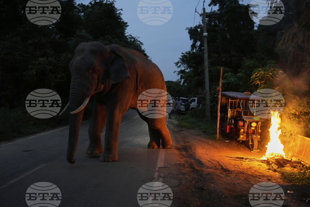India World Elephant Day Photo Gallery