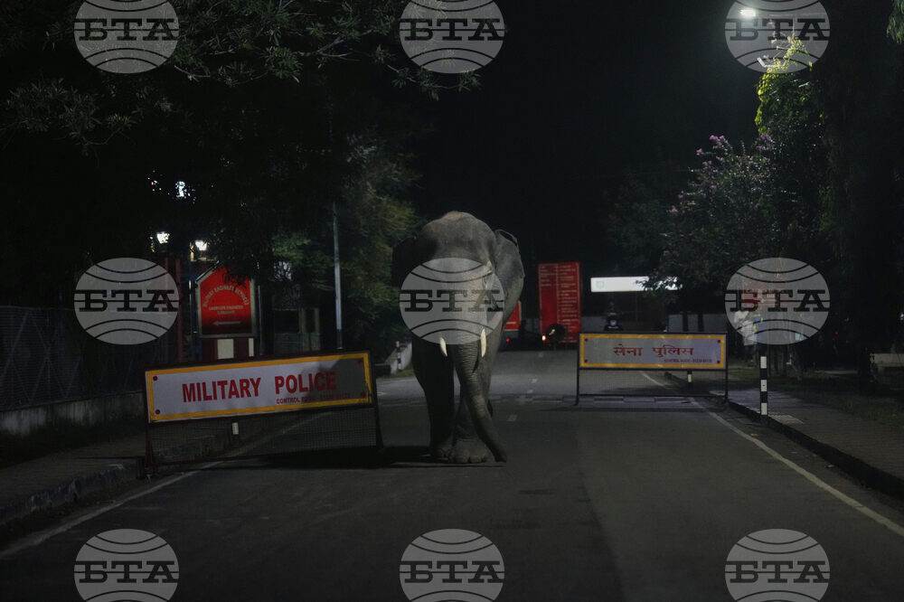 India World Elephant Day Photo Gallery