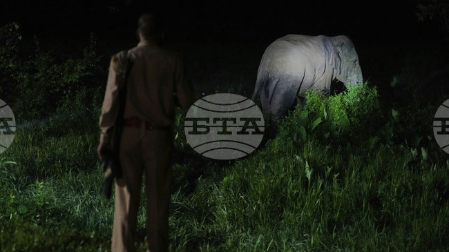 Седем слона загинаха след сблъсък с пътнически влак в Индия