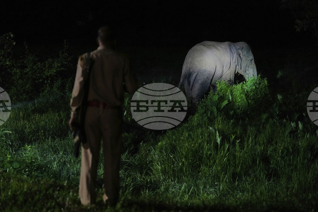 Седем слона загинаха след сблъсък с пътнически влак в Индия