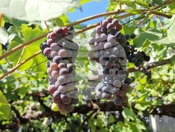 Велико Търново - „Винпром“ АД - необходимост от технолози и техници