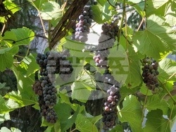 Велико Търново - „Винпром“ АД - необходимост от технолози и техници