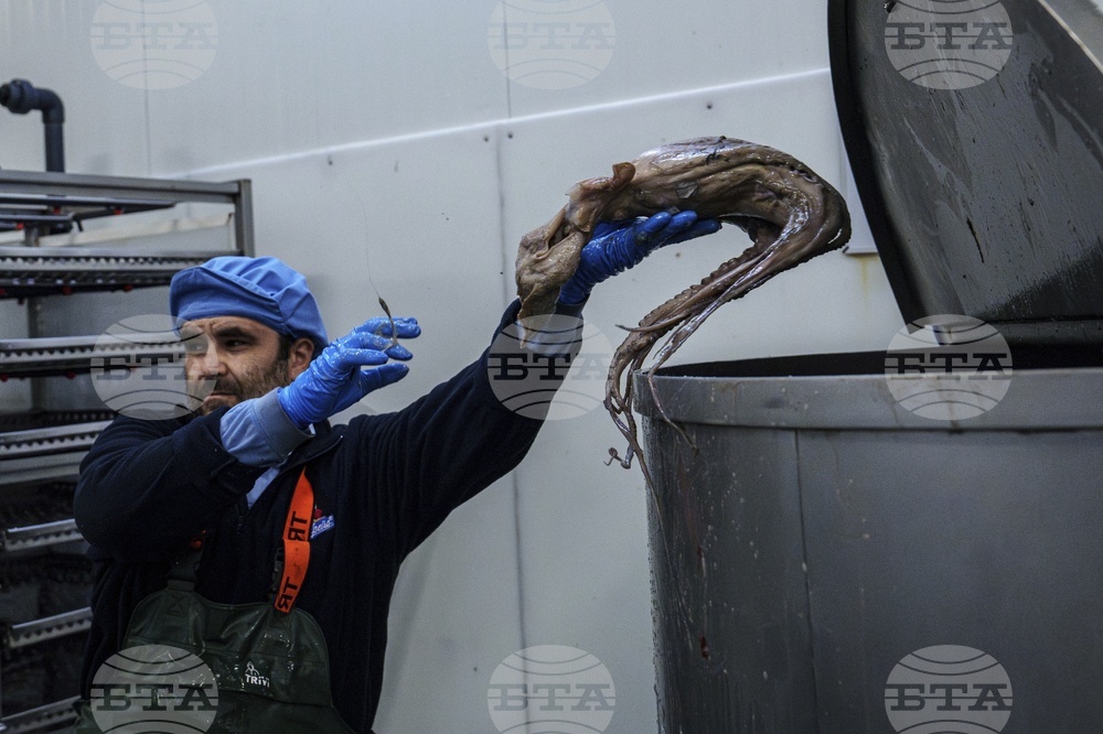 Climate Spain Overfishing Octopus