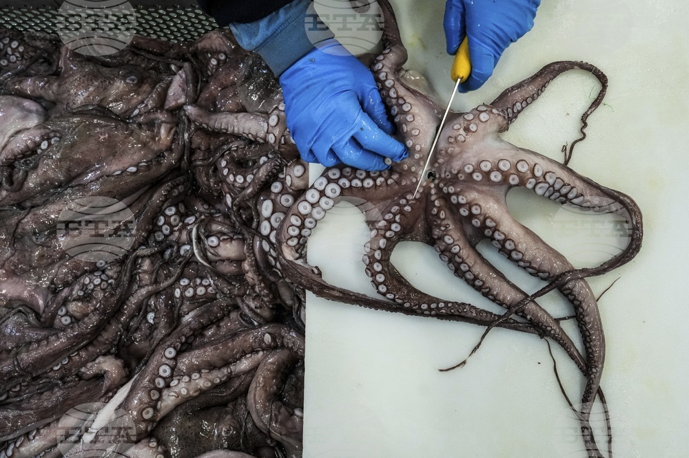 APTOPIX Climate Spain Overfishing Octopus
