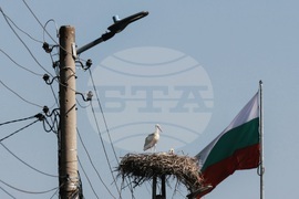 Село Равно поле - щъркели