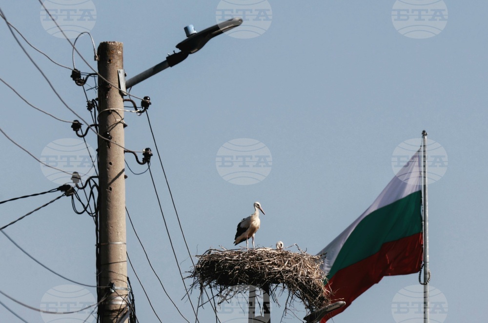 Село Равно поле - щъркели
