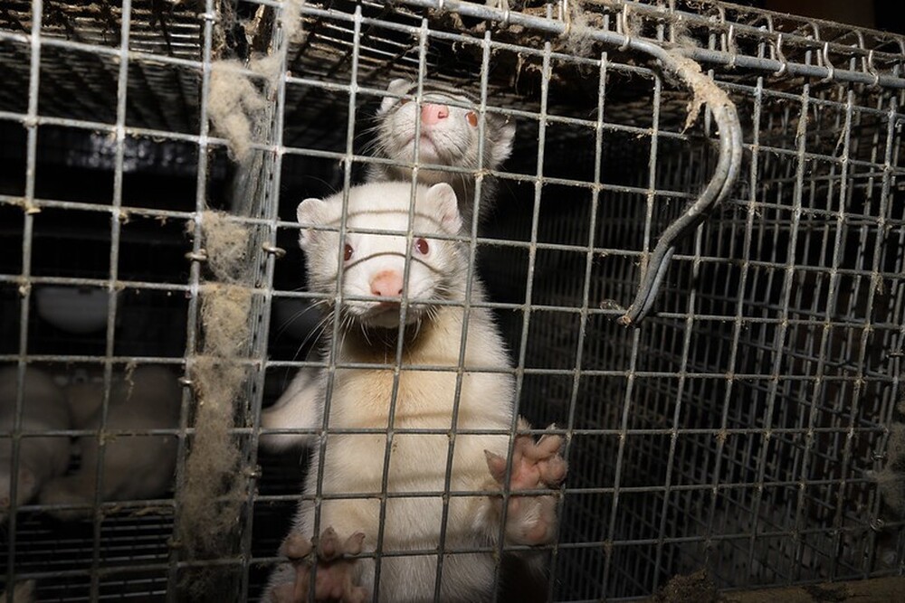 Supreme Administrative Court Upholds Ban on Import, Breeding of American Mink in Bulgaria