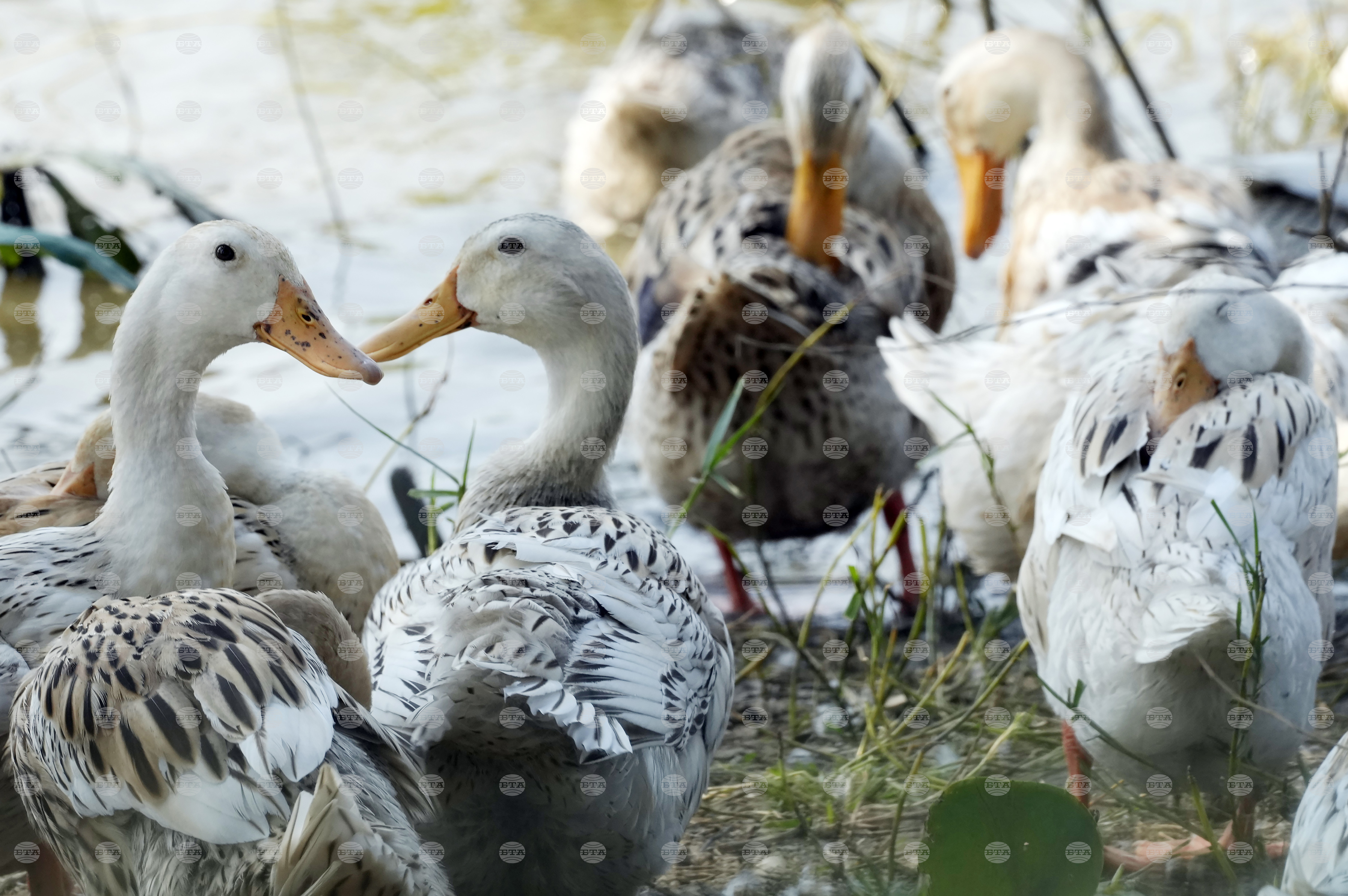 Австралия потвърди разпространението на птичи грип H5N1 сред местни видове птици