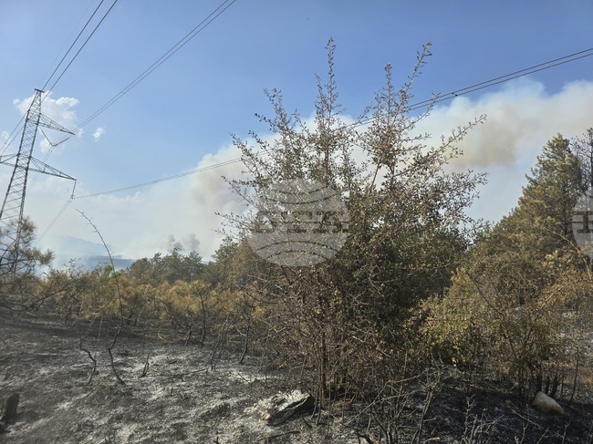 Month-Old Fire in Pirin Mountain Finally Put Down 