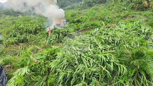 1.8 Tonnes of Cannabis Plants Uncovered and Destroyed in SW Bulgaria