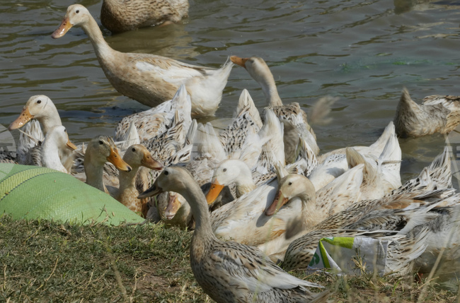 Австралия потвърди първи случай на птичи грип H5N1 при местна морска птица